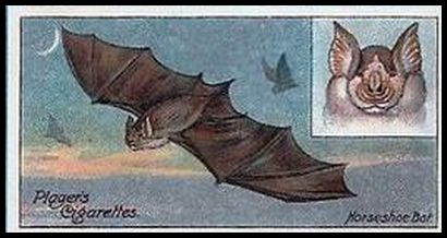 27 Horseshoe Bat
